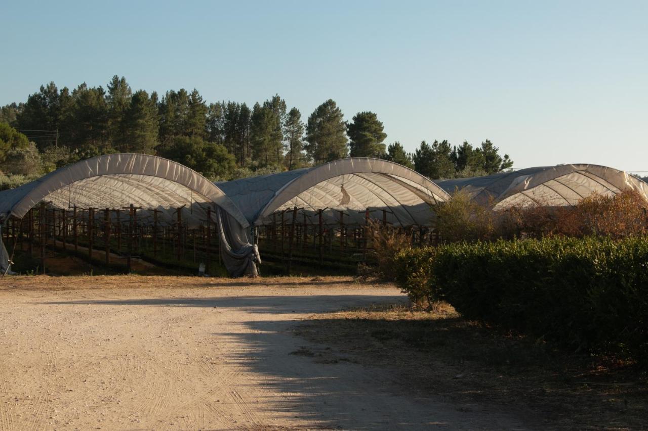 Quinta De Santana Da Varzea Abrantes Exteriör bild